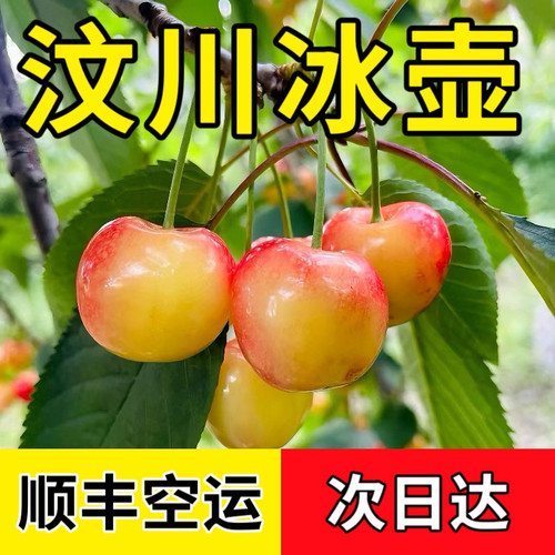 四川阿坝州汶川车厘子大樱桃黄水晶冰湖新鲜当季孕妇水果茂县理县