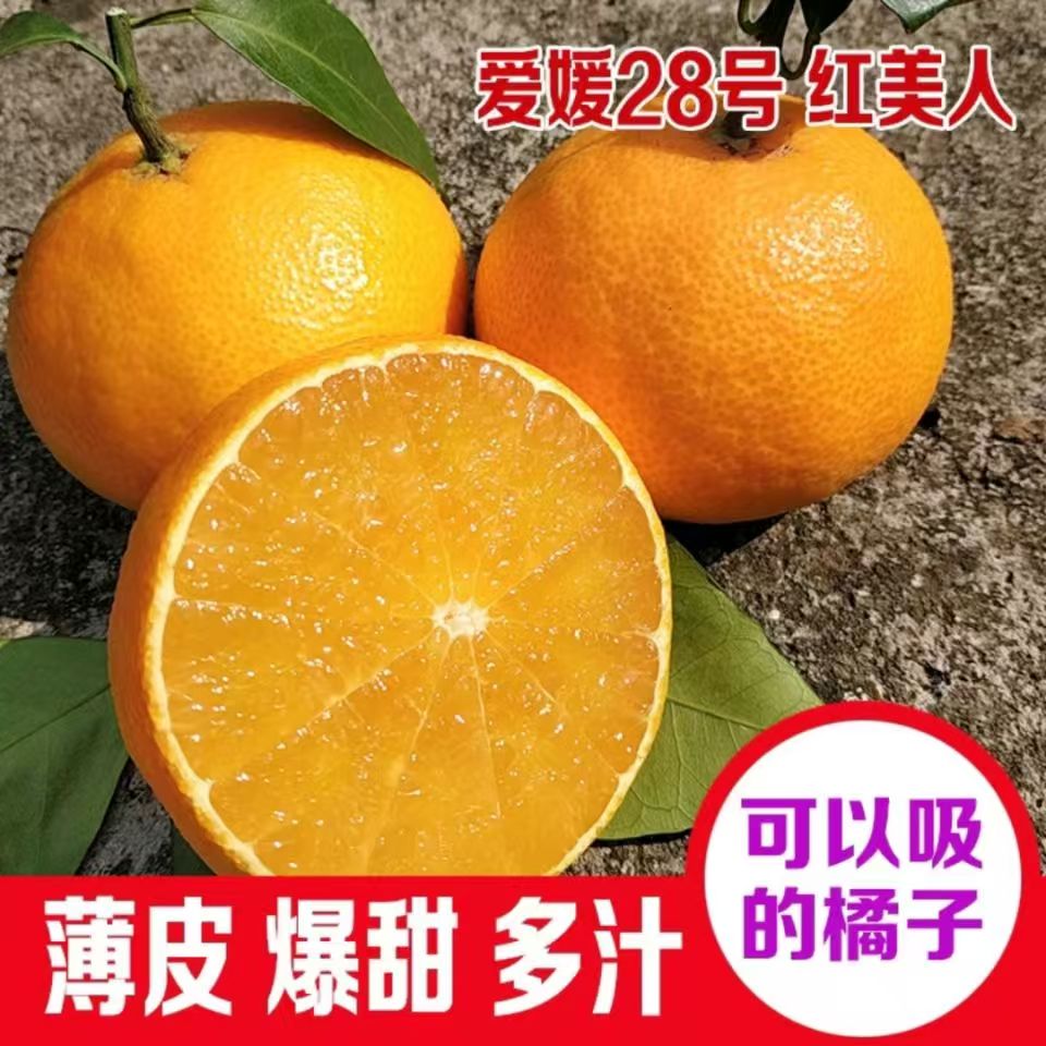 果冻橙子红美人爱媛28号