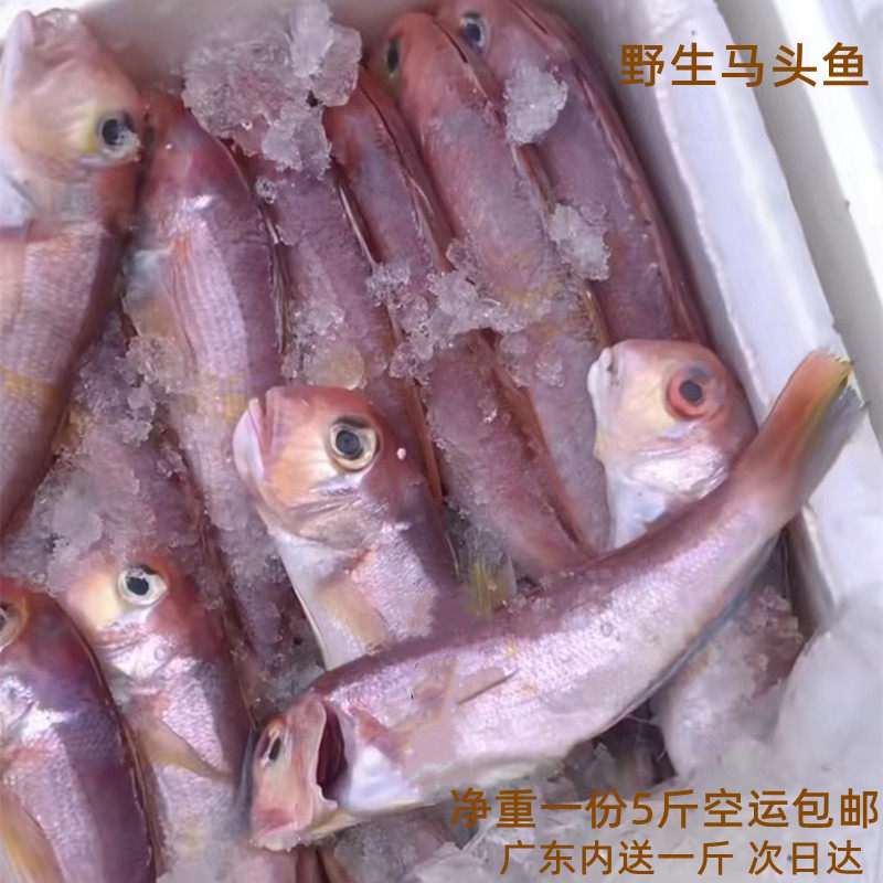 新鲜马头鱼斧头鱼深海现捕海钓冷冻甘鲷海水产广东空运包邮金面