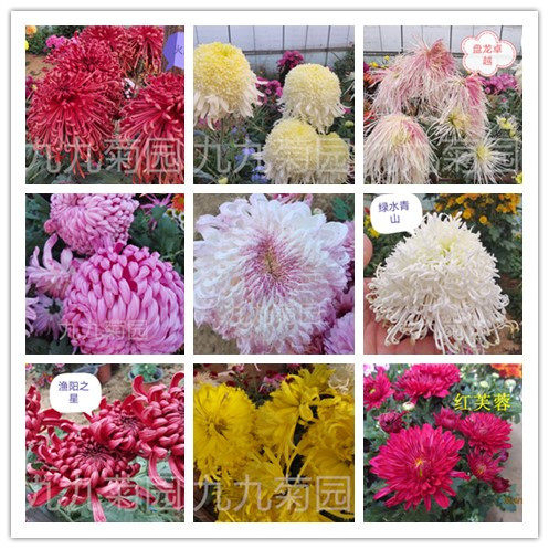 绿植当年开花庭院阳台盆栽包邮