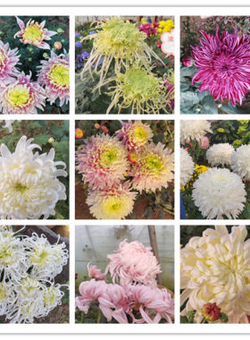 重瓣阳台开花植物花期长菊花苗