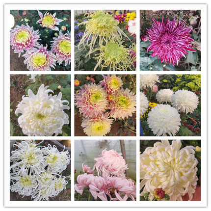 仙露蟠桃九月重瓣球形菊花苗室内阳台开花植物带花花卉花期长耐寒