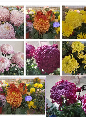 阳台开花植物带花花期长菊花苗