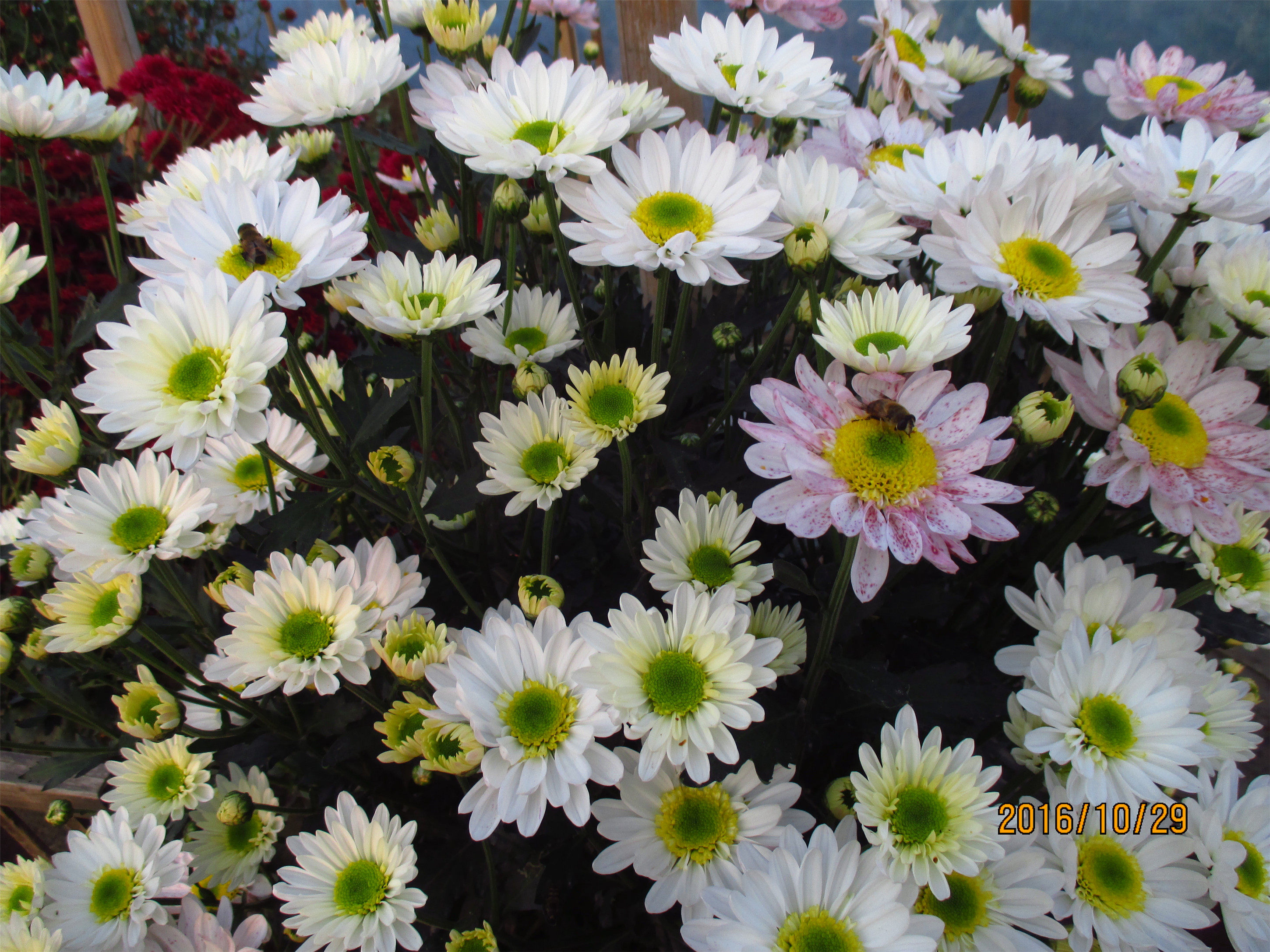 水晶白阳台菊花盆栽室外盆栽鲜花盆栽花卉绿植盆栽小雏菊多头菊苗