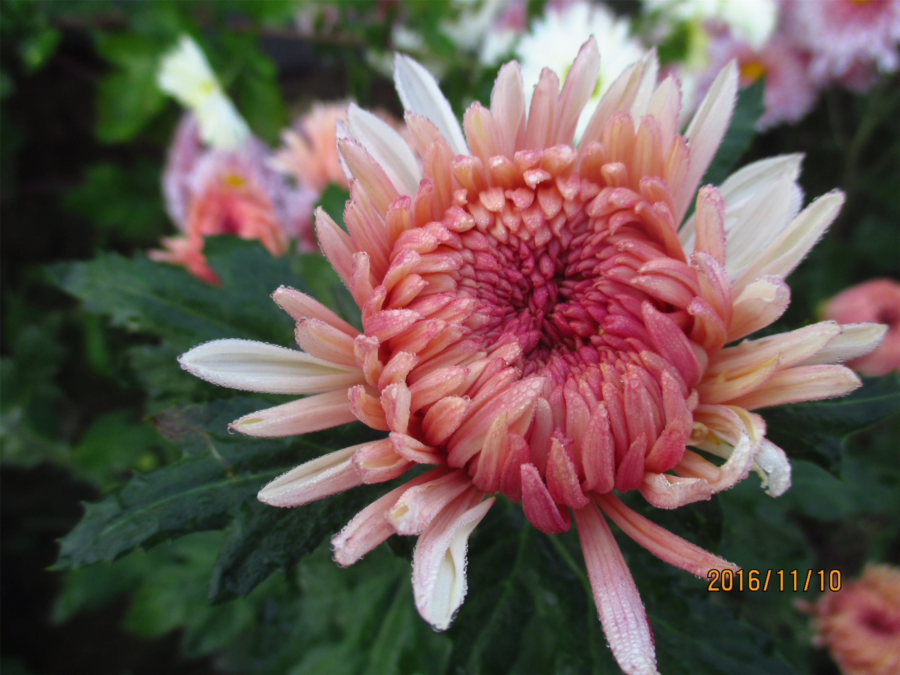 广寒宫新品菊花小苗大菊花苗四季盆栽苗包对版当年开花庭院花九月