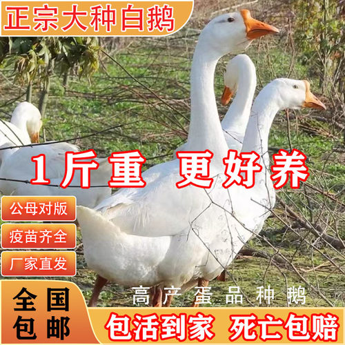 一斤大白鹅小鹅活苗产蛋王四季鹅皖西大种三花浙东白鹅宠物鹅苗仔