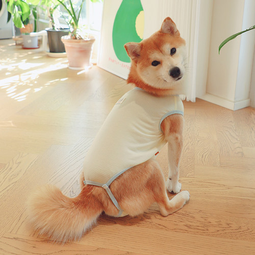 柴犬生理裤姨妈巾护垫安全裤月经裤柴犬母狗衣服生理期吊带背心