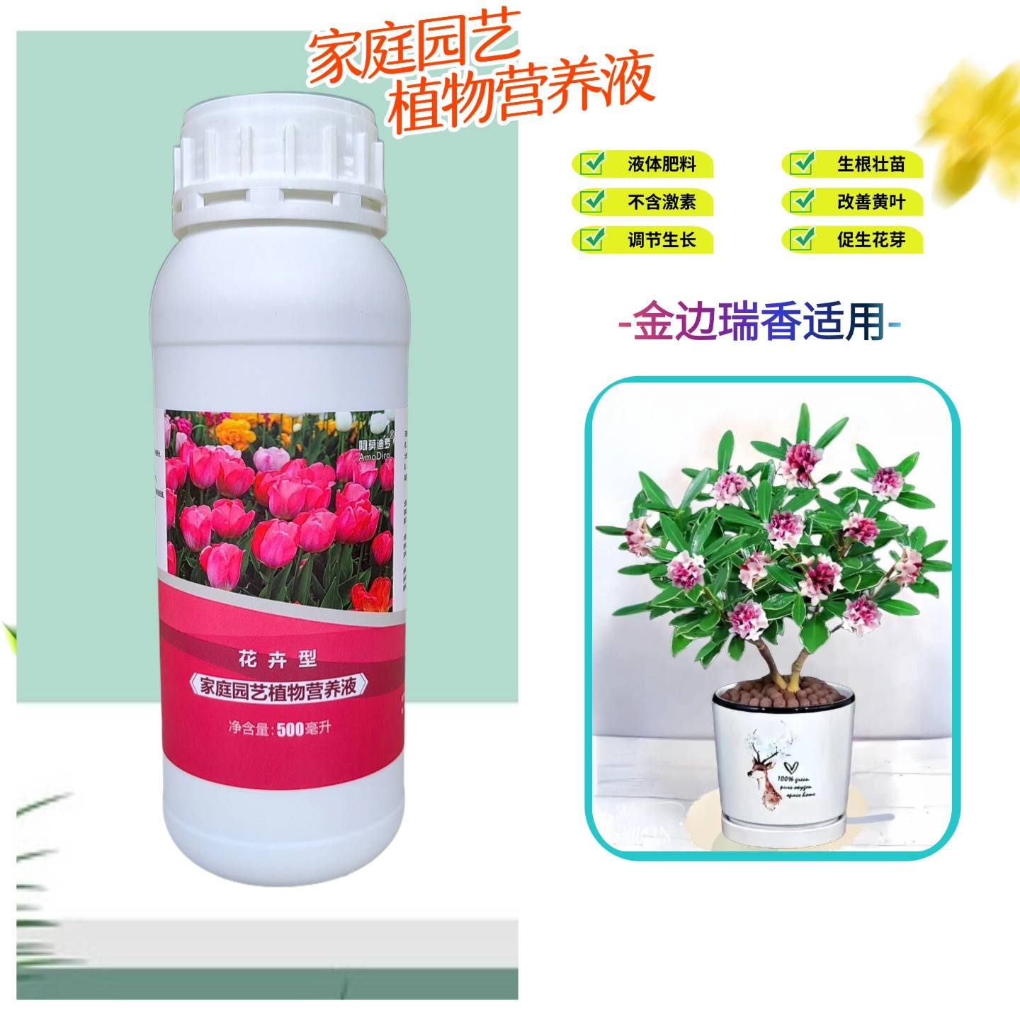 金边瑞香盆栽浓缩营养液花卉肥料图片