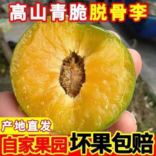 青脆李子脱骨李空心当季新鲜孕妇水果脆甜爽口四川果园直发包邮