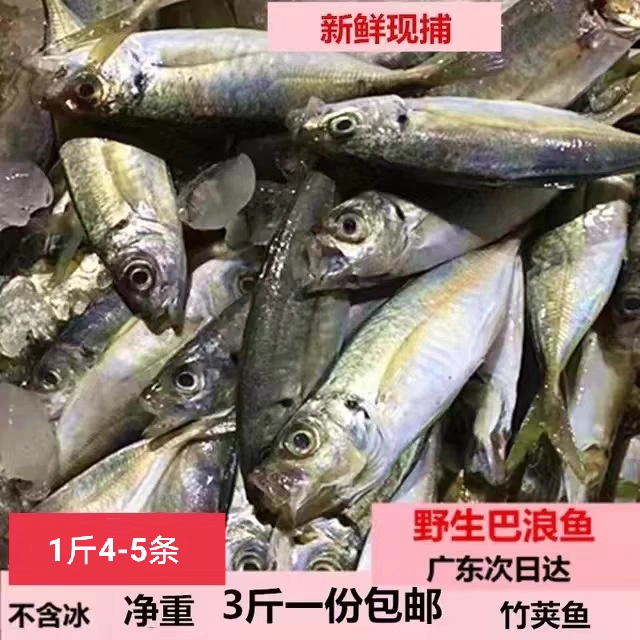 大中小巴浪鱼竹荚鱼南海新鲜水产灰巴浪鱼冷急冻包邮现捕海钓广东
