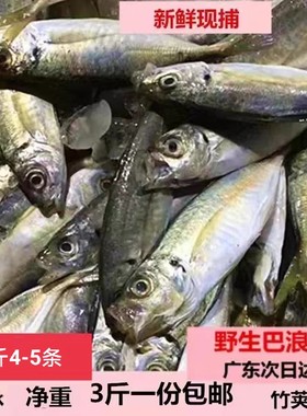 大中小巴浪鱼竹荚鱼南海新鲜水产灰巴浪鱼冷急冻包邮现捕海钓广东