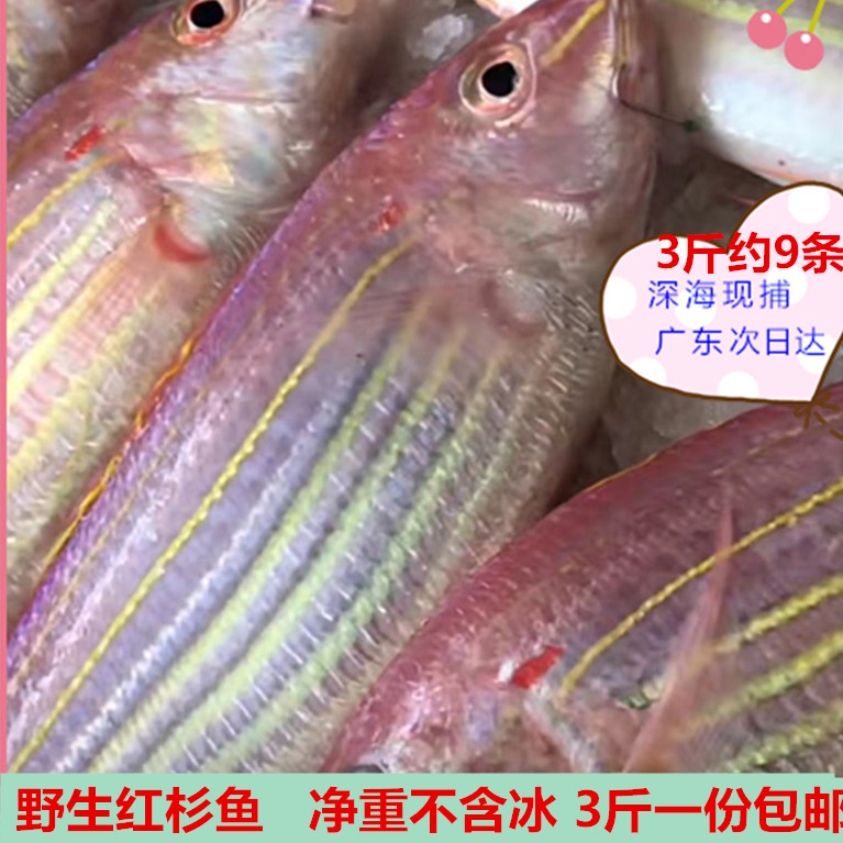 新鲜现捕海钓红杉鱼广东南海中大金丝红鱼深海冷冻急冻包邮鲜嫩
