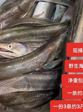 新鲜现捕海钓鳗鱼广东汕尾南海水产鲜活速冻麻鱼中小整条包邮