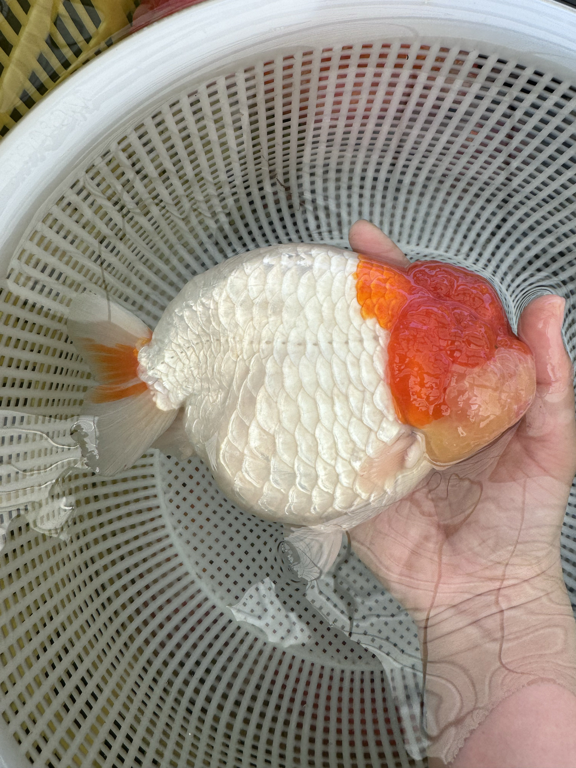 红头红白福州精品兰寿金鱼 15公分左右 性别大概率公鱼