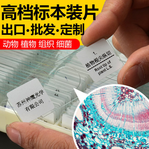 动物植物标本切片显微镜观察样本