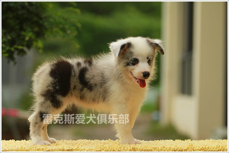 双血统边境牧羊犬