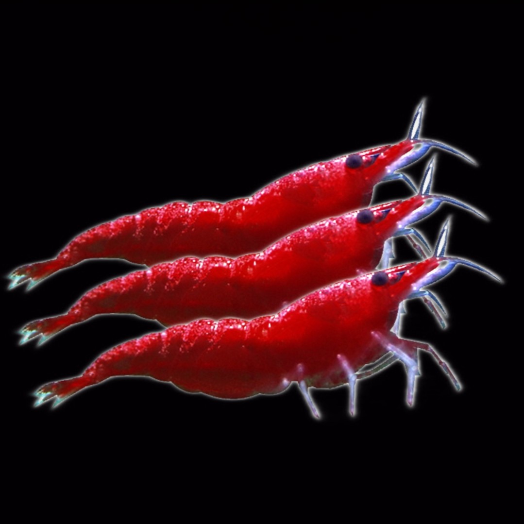 自家繁殖极火虾活除藻观赏虾纯血统虾繁殖虾鲜活观赏虾宠物淡水虾