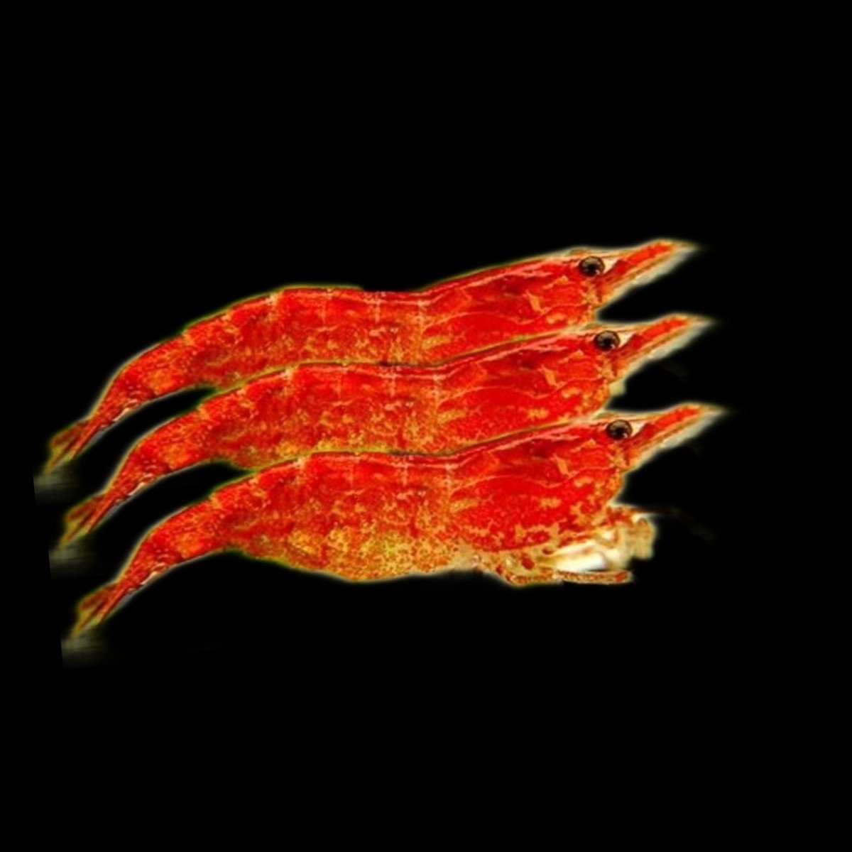 观赏虾鱼缸除藻淡水宠物鲜活米虾清洁虾活体纯种樱花虾新手繁殖净