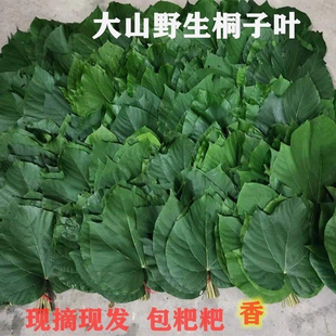 麦子粑粑桐树叶桐子叶绿叶可包玉米麦子等桐叶新鲜10/50/