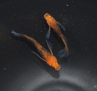 观背青鳉   龙章凤姿真长鳍