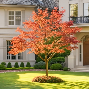 中国红枫树苗日本红枫小苗盆栽花卉绿植物四季红枫苗盆景老桩庭院