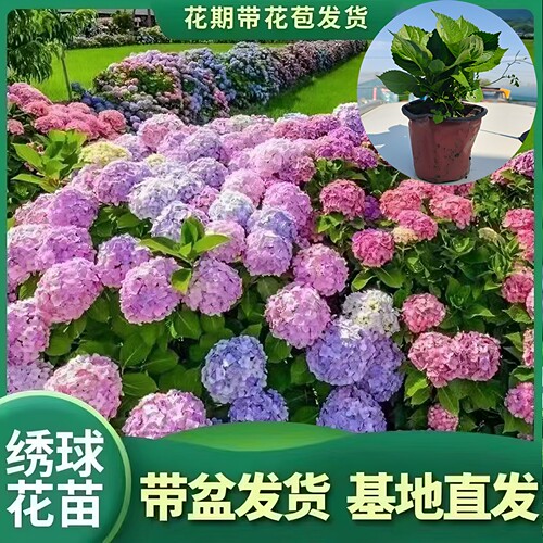绣球花盆栽大绣球盆栽无尽之夏室内阳台耐寒庭院植物开花室外花卉