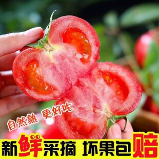 {坏果包赔}老品种西红柿新鲜沙瓤自然熟生吃蔬菜粉果番茄新鲜藩茄