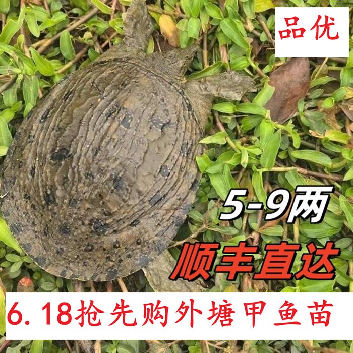 外塘黑花甲鱼苗中华鳖乌鳖顺丰包邮包活到家