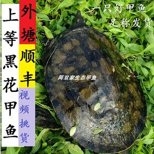 精选黑花甲鱼中华鳖乌鳖生态甲鱼视频挑货