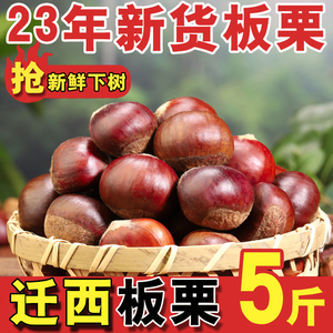 2023年迁西板栗新鲜生新鲜板栗栗子生新鲜板栗生板栗燕山油栗新栗