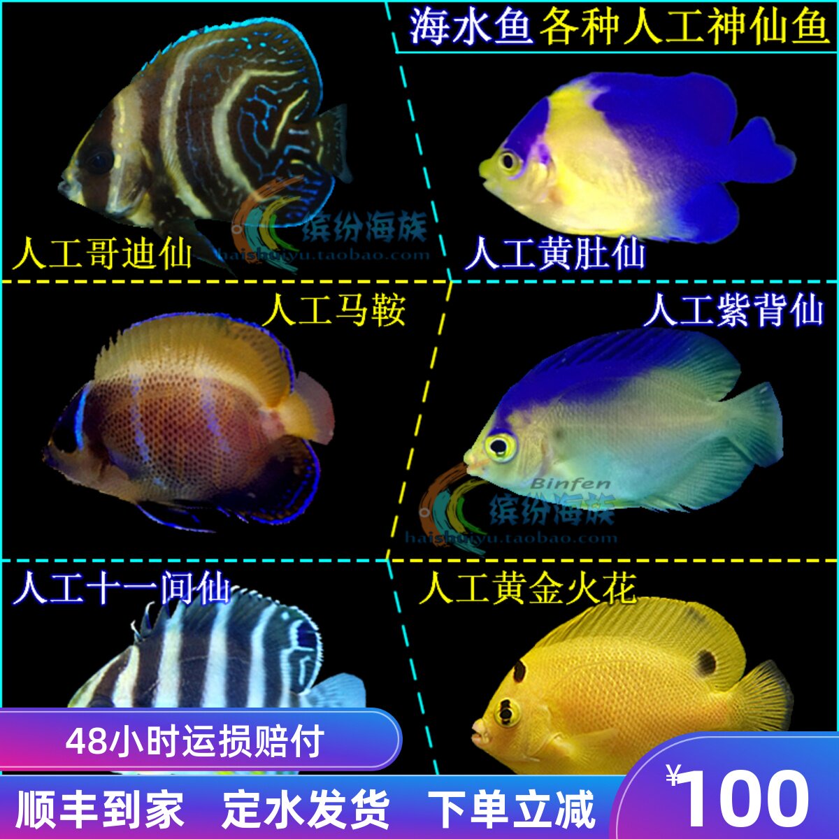 活体海水鱼人工黄金火花紫月十一间仙澳洲仙哥迪仙马鞍紫背仙活体