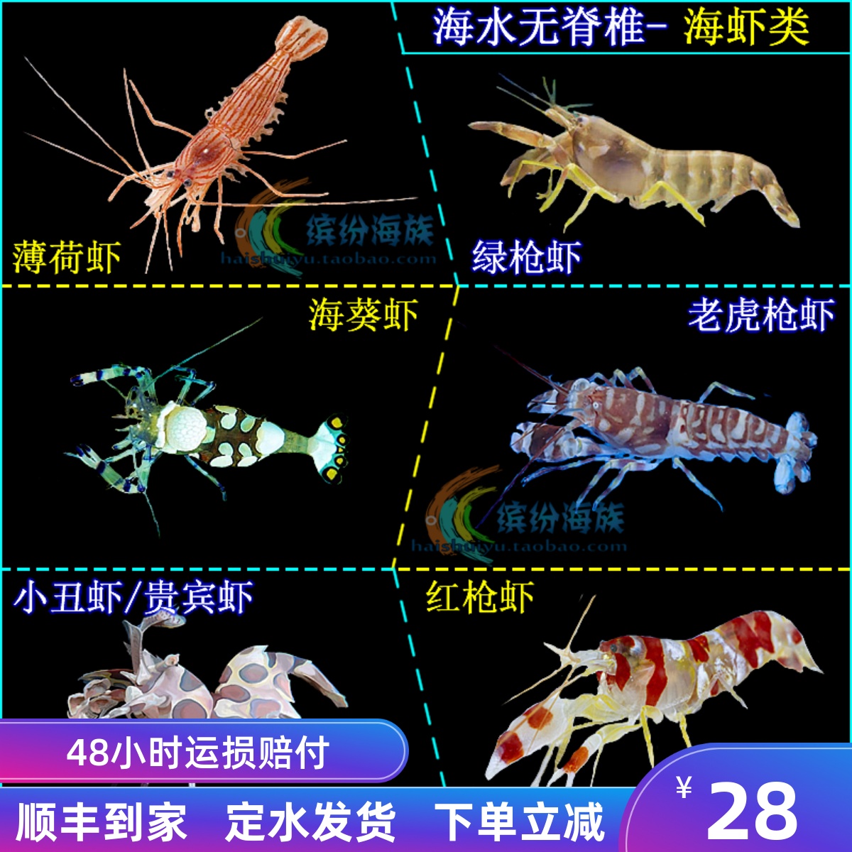 热卖活体海水鱼海葵虾小丑虾贵宾虾红枪虾虎纹枪虾薄荷虾假绵羊虾-封面