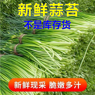 荆州涴市镇新鲜白帽蒜苗蒜苔新鲜蒜苔农家自种现摘现发包邮