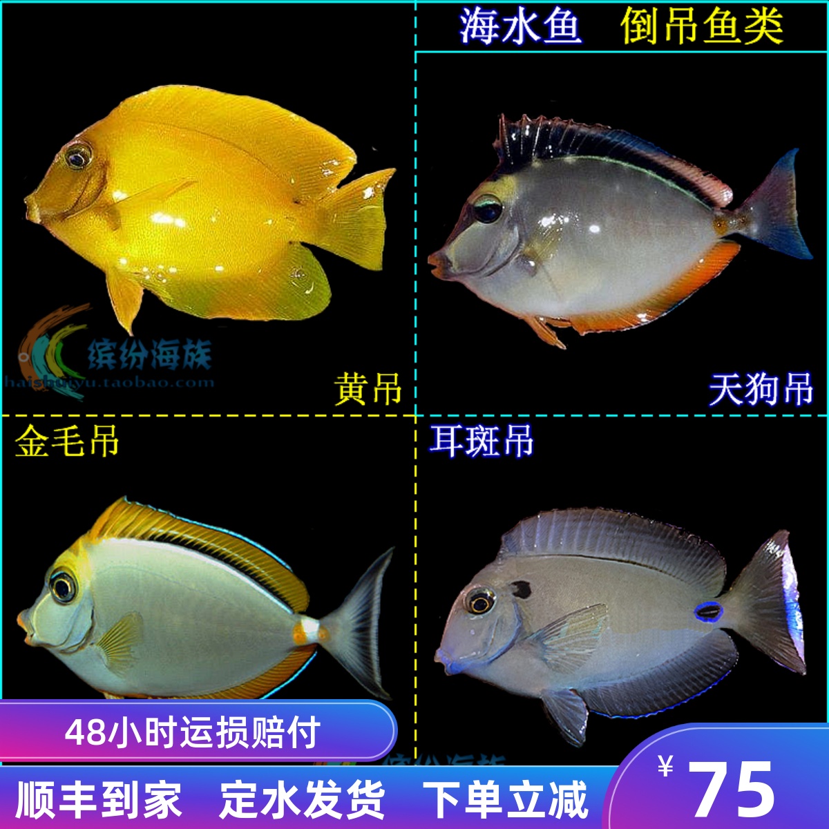 海水鱼黄吊天狗吊金毛耳斑吊活体