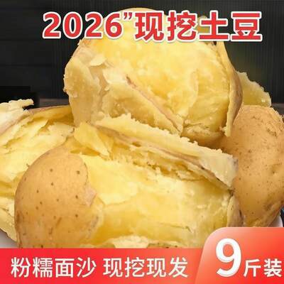 正宗定西高原旱地沙面土豆