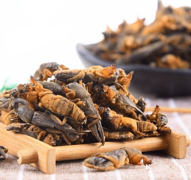 中药材精选 干货蝼蛄 土狗 地狗 50克店内另有皇虫五谷虫