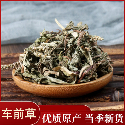车前草  牛舌/车轮菜/车边草 中药材店铺 50克中草药大全