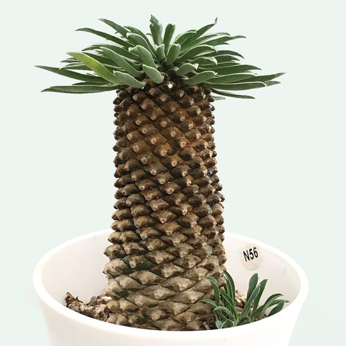 铁甲麒麟峨眉山韩国进口多肉植物