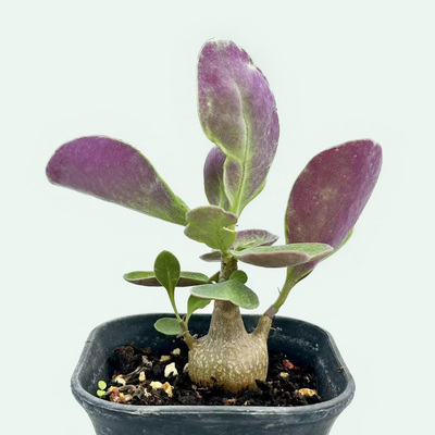 城南别院紫背美尻厚敦菊Othonna Triplinervia块根多肉植物