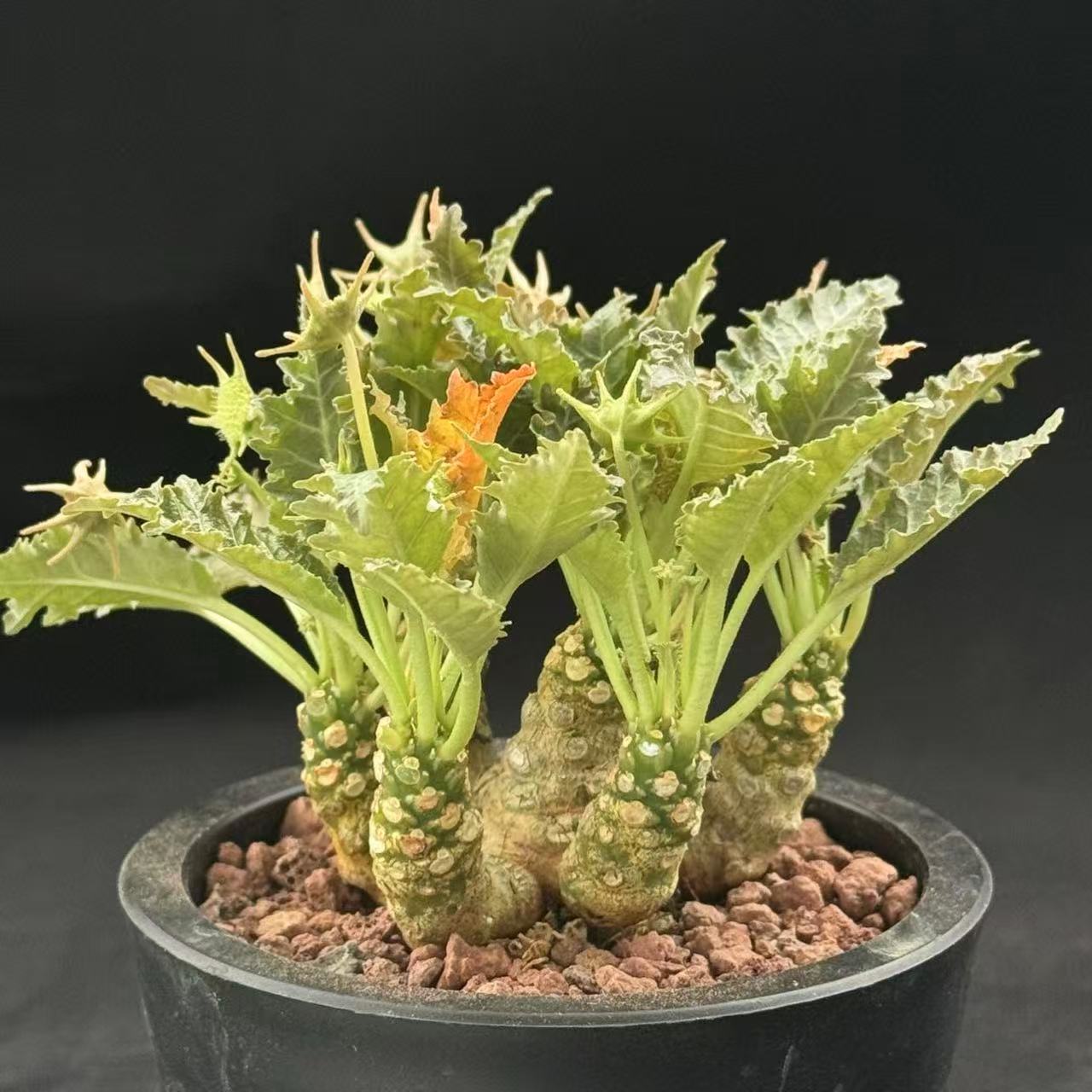 城南别院霍伍德琉桑Dorstenia Horwoodii Var一物一拍多肉植物