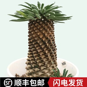 城南别院铁甲麒麟多肉植物峨眉山群生铁甲丸韩国进口块根小菠萝