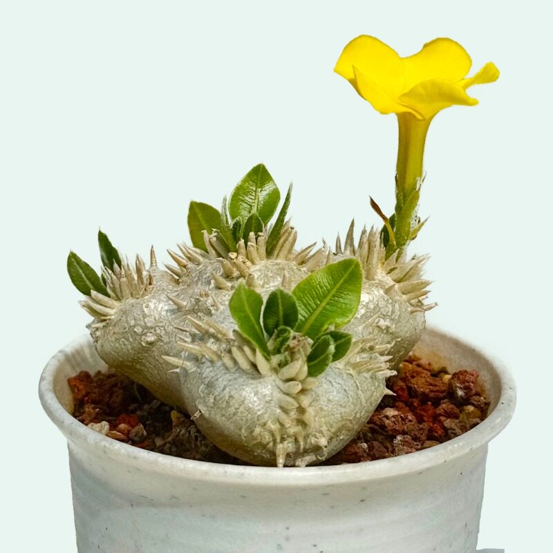 城南别院黄花惠比须笑实物一物一拍块根多肉植物夹竹桃科
