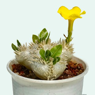 城南别院黄花惠比须笑实物一物一拍块根多肉植物夹竹桃科