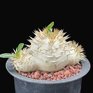 城南别院惠比大黑 P. brevicaule x densiflorum 块根多肉植物