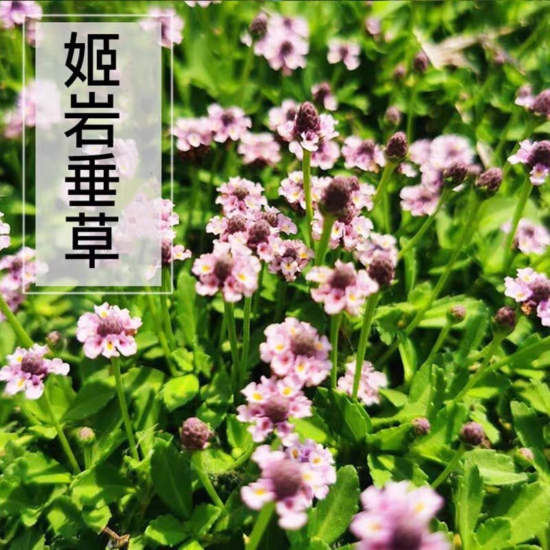 姬岩垂草盆栽阳台庭院花园垂吊地被草坪植物耐寒耐热花卉苗