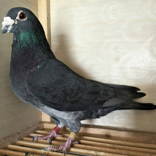 鸽子活体一对信鸽慕利门火凤凰黄金甲李鸟吴淞老国血系种鸽远程鸽