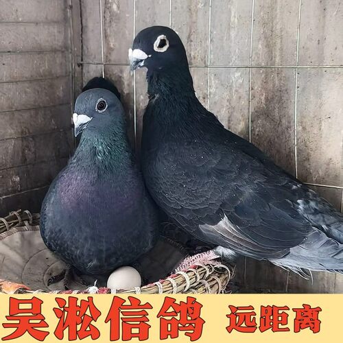 鸽子活一对吴淞鸽种鸽公棚鸽种鸽青年鸽观赏鸽李鸟鸽信鸽子