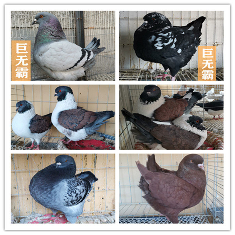 鸽子活一对种鸽特大体型肉鸽落地王摩登那观赏鸽元宝鸽二斤多包活