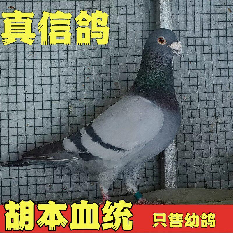 鸽子活一对公母血统鸽成绩鸽信鸽赛鸽鸽子小鸽幼鸽活体原配种鸽