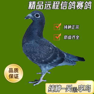鸽子活一对远程国血信鸽吴淞李鸟短嘴红毛种鸽幼鸽一对成绩鸽包邮